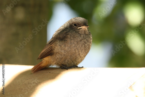 nahaufnahme Amsel Küken Sonne Vogel