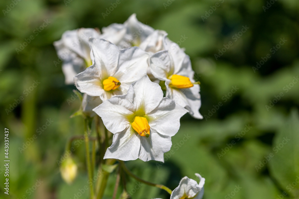 Nahaufnahme einer blühenden Kartoffelpflanze