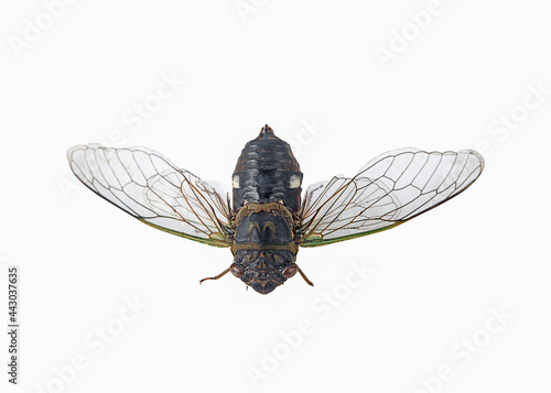 cicada insect on a white,isolated(top view)