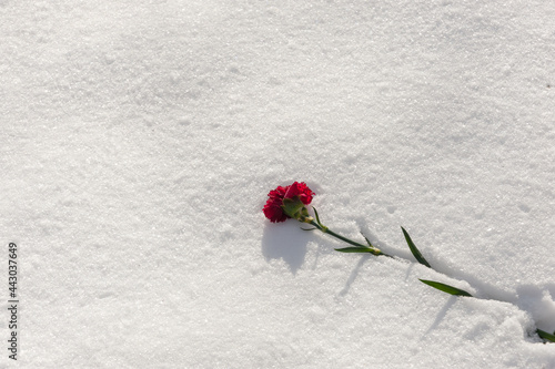 A red carnation is lying on the snow