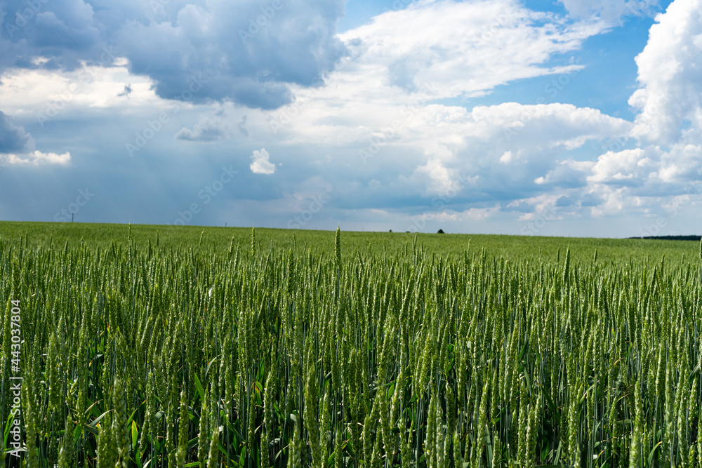 Green wheat field on a background of blue sky Green wheat field on a background of blue sky