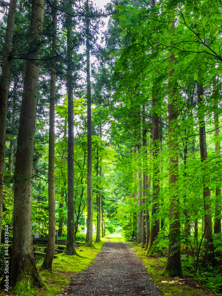 Fototapeta premium Gravel road surrounded by cedar and maple trees (Hokoin, Yahiko, Niigata, Japan)