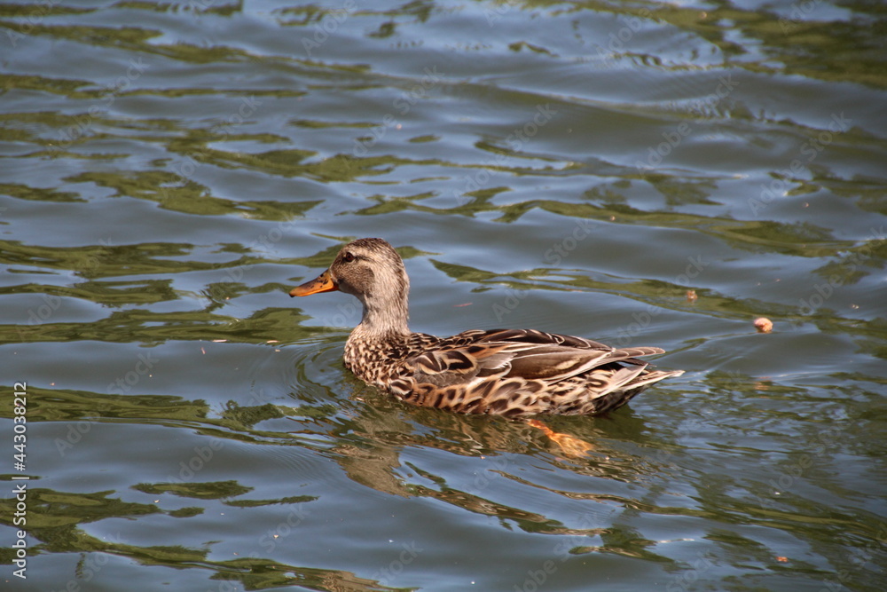 Mallard On The Ripples, William Hawrelak Park, Edmonton, Alberta Mallard On The Ripples, William Hawrelak Park, Edmonton, Alberta