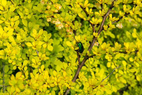Japanese barberryyellowish-green leaves. 