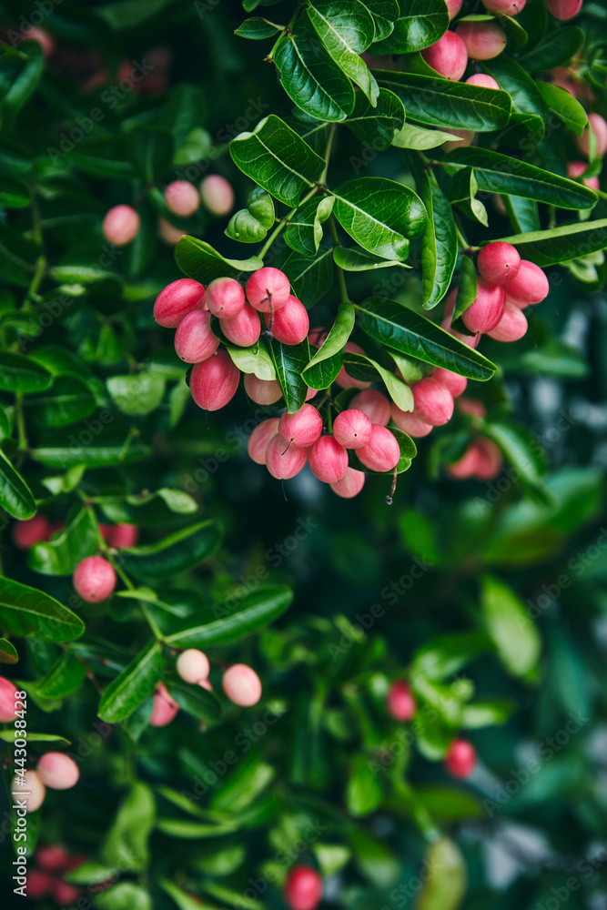 Fresh organic Carissa Carandas or Bengal Currant on tree Fresh organic Carissa Carandas or Bengal Currant on tree