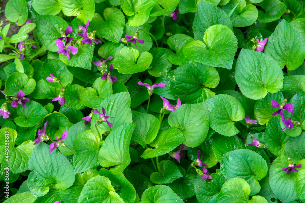 violets flowers violets flowers