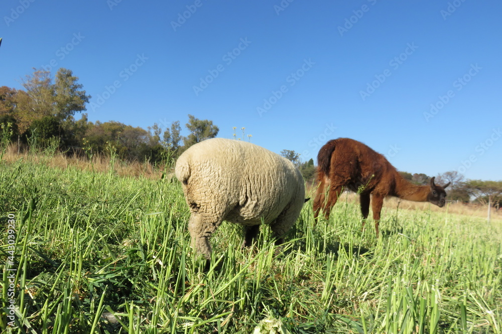 Sheep grazing in a lush green plantation Sheep grazing in a lush green plantation