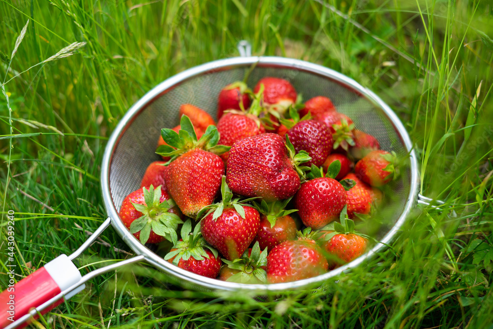 Strawberries in the grass Strawberries in the grass