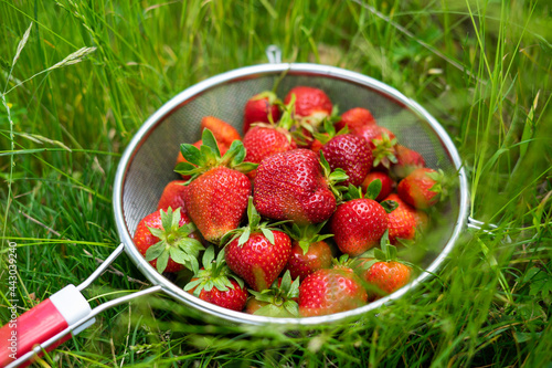 Strawberries in the grass