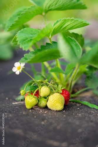 
Strawberry bush on the field