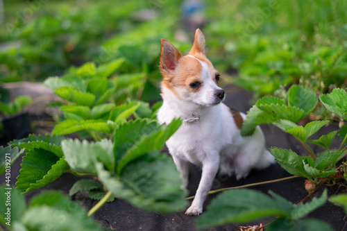 Little dog in strawberries