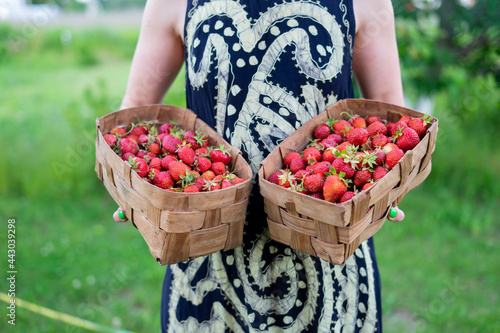 Harvesting strawberries