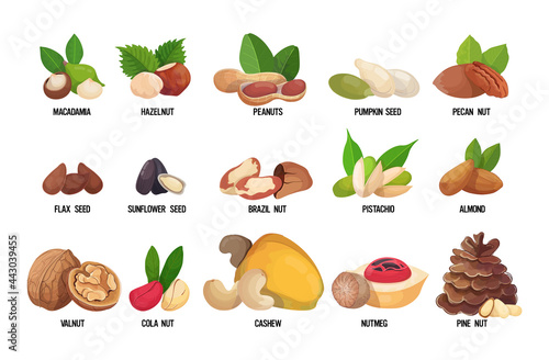set of named nuts and seeds isolated on white background healthy vegetarian food concept horizontal