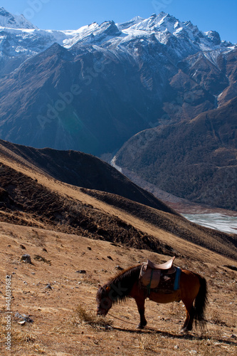 mountain goat in the mountains