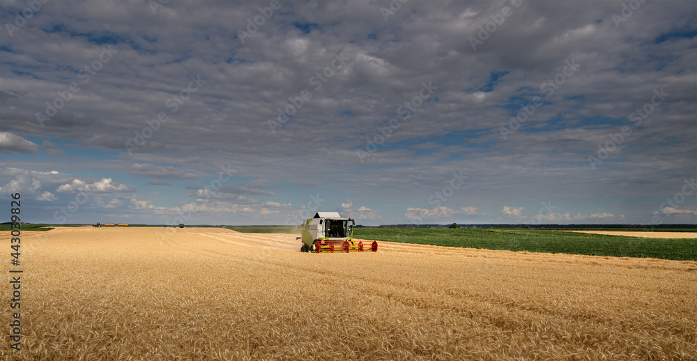 Obraz premium Harvesting combine in the wheat.