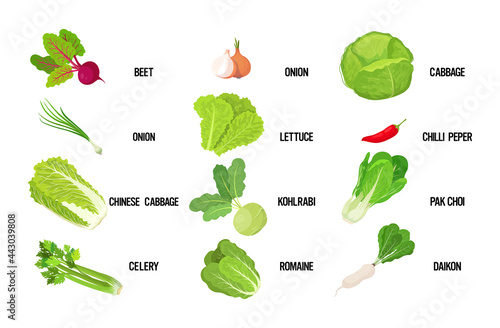 set fresh green salad leaves tasty vegetarian healthy food concept horizontal