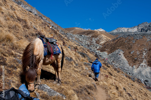 horses on the mountain