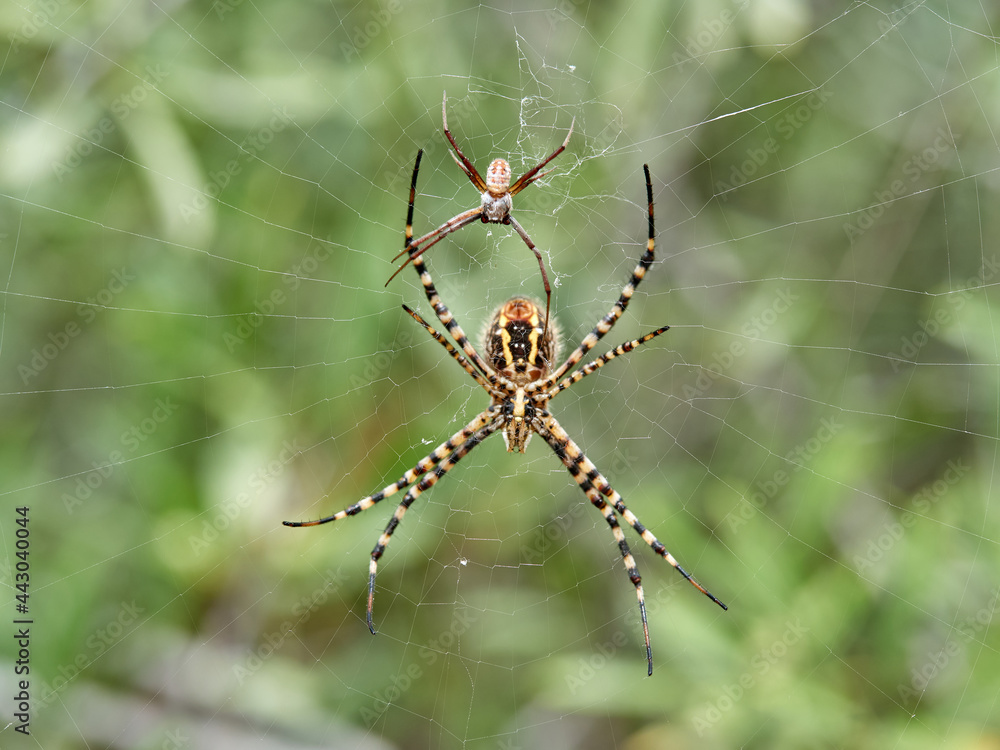 Tiger spider, Argiope lobata. Tiger spider, Argiope lobata.