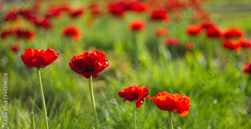 Red lush tulips on a background of green grass. Field of red tulips. Nature flower background.