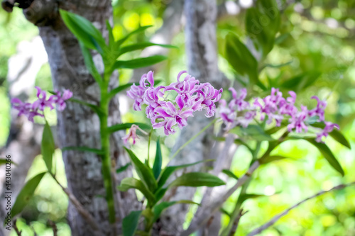 Close up purple endrobium orchids flower branch hanging on tree on blurred green garden background with bokeh