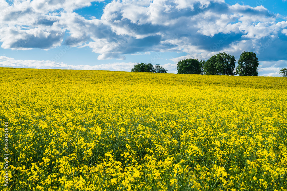 Germany, Yellow endless blooming rapeseed flower field with sun in summer