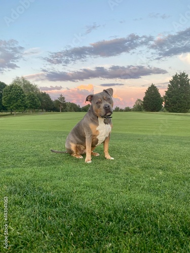 dog on the golf course 