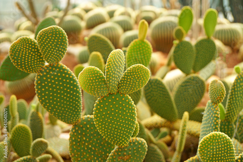Green Bunny Ear Cactus or cactus Houseplant in teh park garden - Tropical Plant backdrop and beautiful detail 