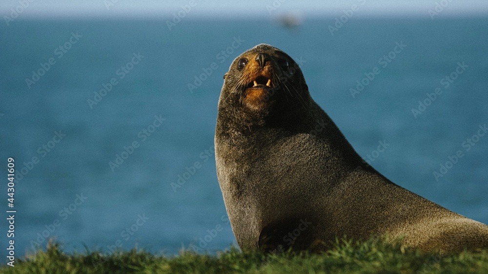 Fototapeta premium state sea lion