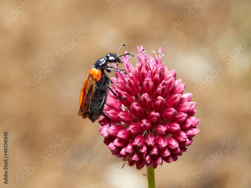 Blister beetle, Mylabris quadripunctata photo