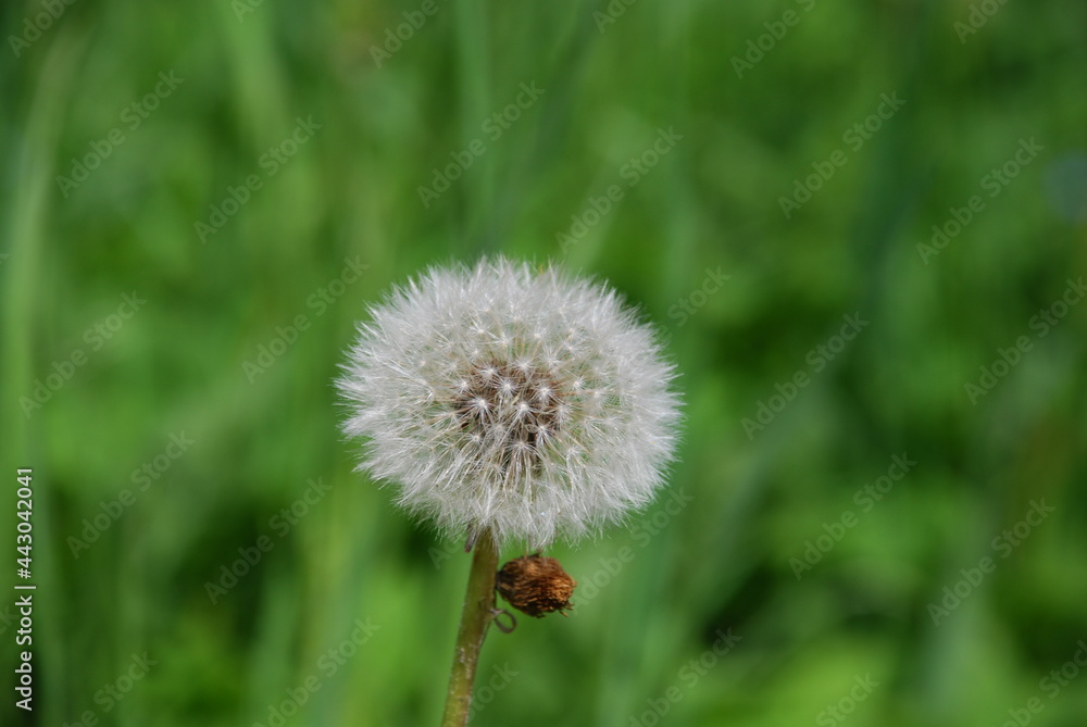 Common white dandelion. Among the green grass and leaves on a thin green stem stands the white fluffy cap of a dandelion flower. Common white dandelion. Among the green grass and leaves on a thin green stem stands the white fluffy cap of a dandelion flower.