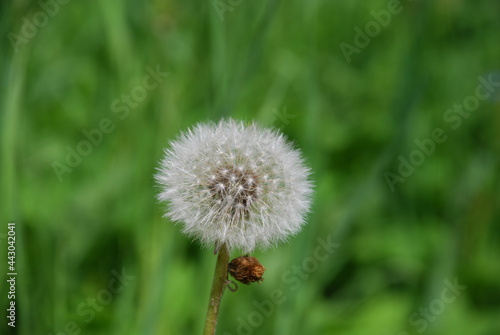 Common white dandelion. Among the green grass and leaves on a thin green stem stands the white fluffy cap of a dandelion flower.