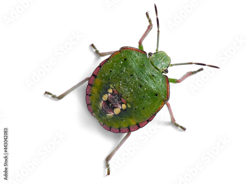 Green shield bugs, Nezara viridula photo