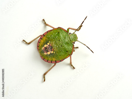 Green shield bugs, Nezara viridula photo