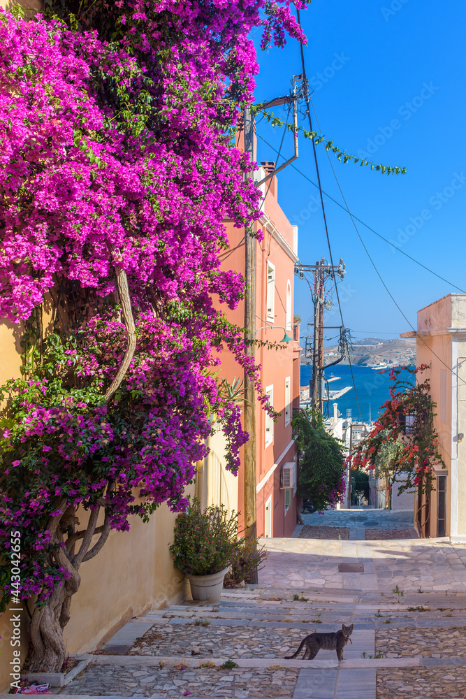 Fototapeta premium Street view of traditional houses and a colorful bougainvillea tree in Ermoupolis, Syros island, Greece