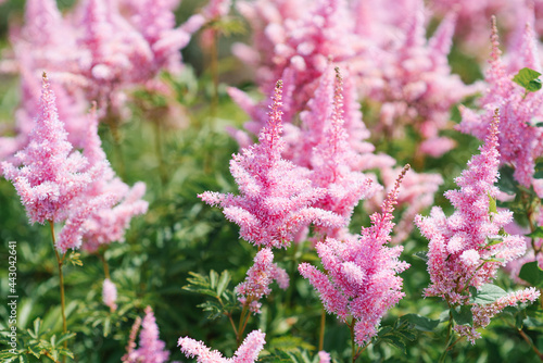 Bright pink flowers of astilbe among green leaves. Selective Focus
