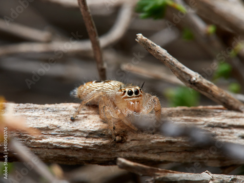 Jumping spider, Thyene imperialis