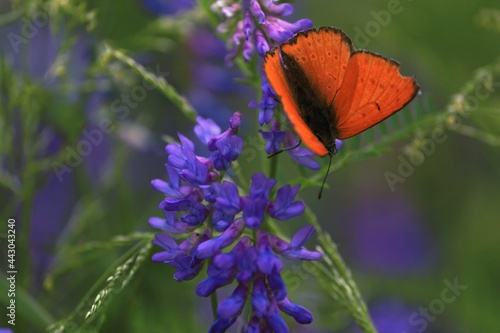 Lycaena virgaureae, Scarce Copper. Vicia cracca, Cow Vetch, bird vetch. A fiery red little butterfly on a purple flower. Outdoors close-up. Butterfly on a flower.  