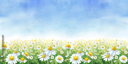青空のカモミール畑の水彩イラスト。ナチュラルなバナー背景。パノラマ。