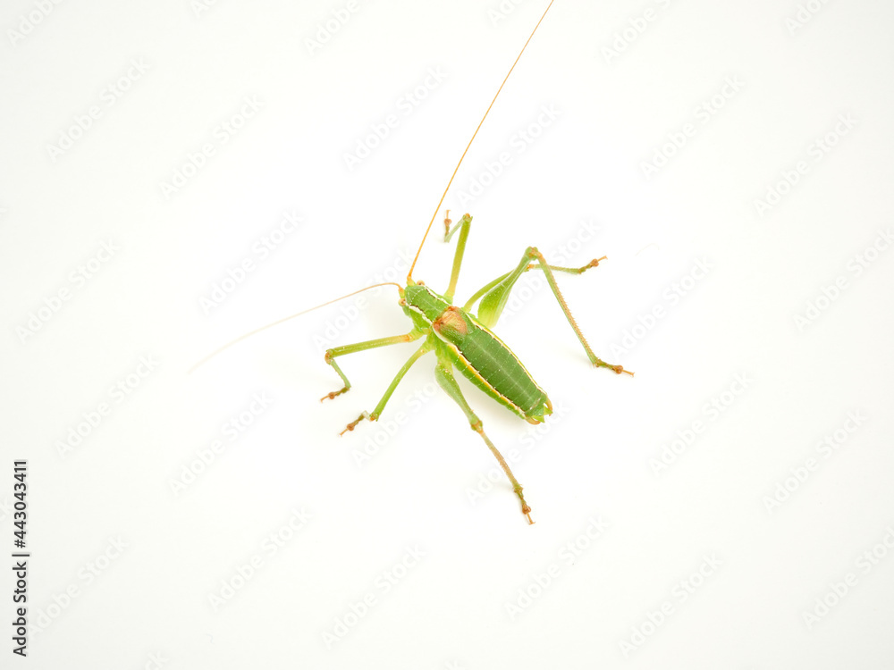 Grasshopper with long legs. Genus odontura. Grasshopper with long legs. Genus odontura.