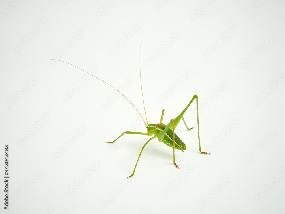 Grasshopper with long legs. Genus odontura. Grasshopper with long legs. Genus odontura.