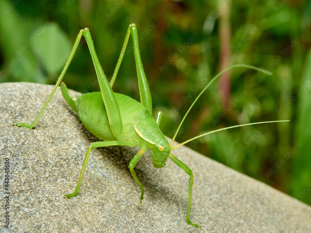 Grasshopper with long legs. Genus odontura. Grasshopper with long legs. Genus odontura.
