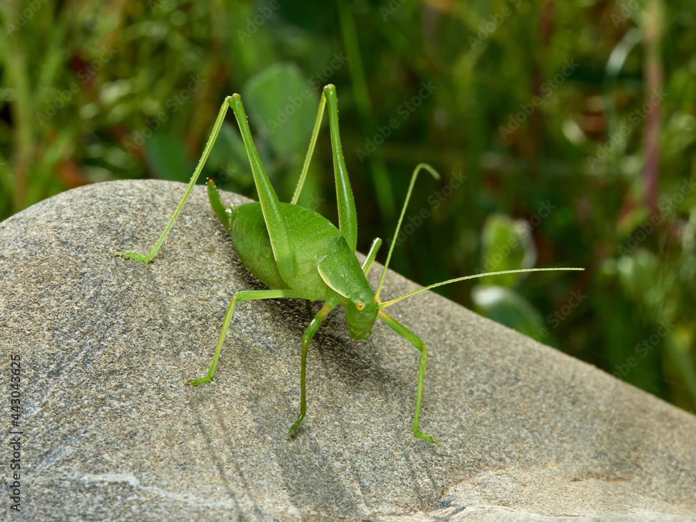 Grasshopper with long legs. Genus odontura. Grasshopper with long legs. Genus odontura.