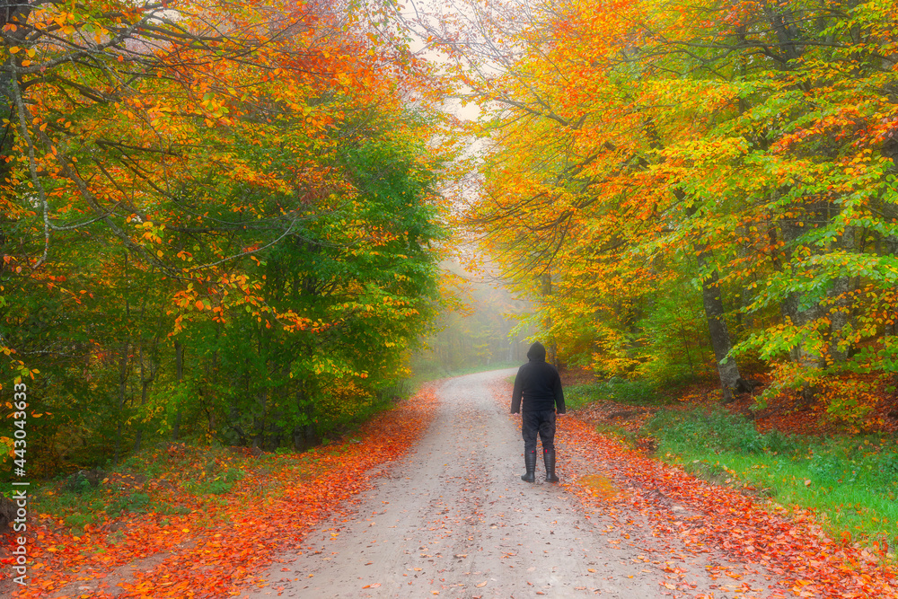 The national park in Bolu, which should be seen in autumn. (Yedigöller Milli Parkı). Bolu, Istanbul, Turkey. The national park in Bolu, which should be seen in autumn. (Yedigöller Milli Parkı). Bolu, Istanbul, Turkey.