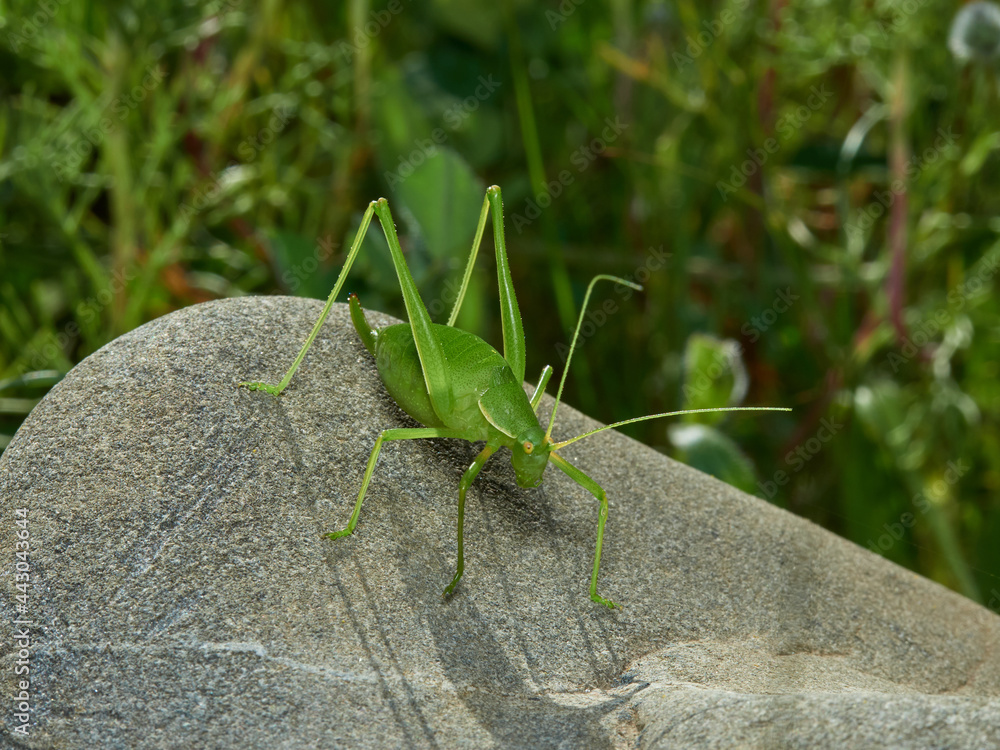 Grasshopper with long legs. Genus odontura. Grasshopper with long legs. Genus odontura.