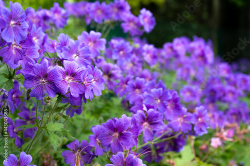Gorgeous purple bohemian geranium. Lilac geranium flowers in the flowerbed. Beautiful background. Pink and violet flowers, botuns and leaves. Gardening. Flower bed