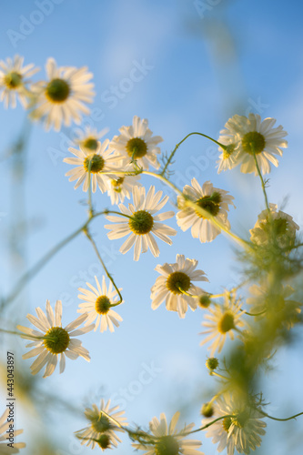 
Chamomile bottom view on blue background