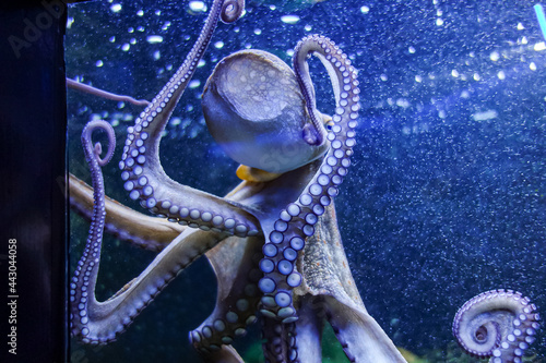 Glass Sucker. Bläulich-lila Oktopus in einem dynamischen Wasser voller kleiner Blubberbläschen. Der Kraken drückt seinen Hinterkopf und seine Saugnäpfe an die Glasscheibe des Aquariums. Octopus Krake. photo