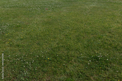 Skoszona łąka w parku w letni dzień