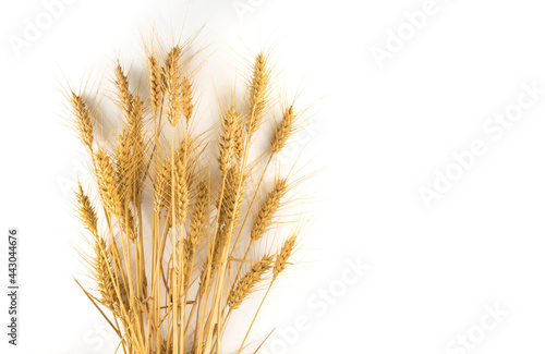 bunch Ears of wheat isolated on white background, graphic design for illustrations, label, greeting. Copy space
