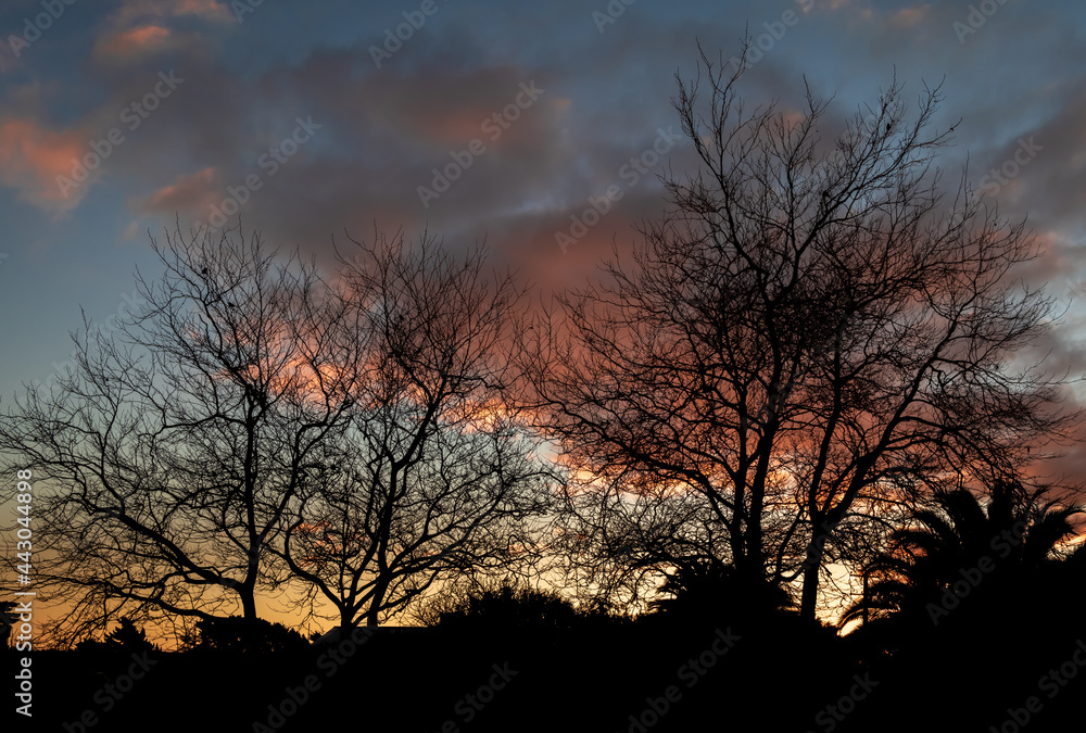 Winter Trees Sunset